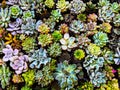 Succulent background. Close-Up Of succulent plants. Royalty Free Stock Photo