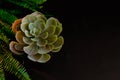 Succulent on a black background with fern
