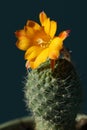 Cactus blossom. yellow flower on the succulent