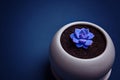 Succulent blue echeveria in a round white pot on a blue background.