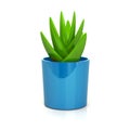 Succulent in blue Plant Pot Icon 3d Illustration