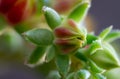 Succulent blush Royalty Free Stock Photo