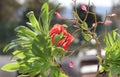 Succulent and bougainvillea branch