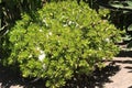 Succulent bush at Los Angeles Arboretum