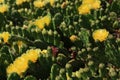 Succulent cacti with buds  yellow blossoms close up Royalty Free Stock Photo