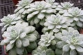 Succulent cacti flower Echeveria Fleur Blanc