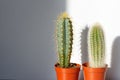 Succulent cacti in small pots and their shadow, gray silhouettes on a white wall. Stylish tropical summer composition