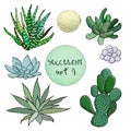 Succulent cactus collection. agave, aloe, gastraea, haworthia, echeveria, Pachyphytum, prickly pear, Royalty Free Stock Photo