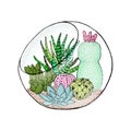 Succulent cactus collection in aquarium. Agave, aloe, Saguaro, gastraea, haworthia, echeveria, Pachyphytum, prickly pear