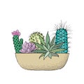 Succulent cactus collection in a ceramic pot. Agave, aloe, Saguaro, haworthia, Pachyphytum, prickly pear