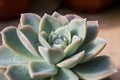 Succulent cactus