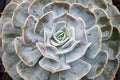 Succulent cactus flower Echeveria Pollux