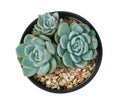Succulent cactus flower tropical plant in black plastic pot top view isolated on white background, clipping path Royalty Free Stock Photo