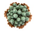 Succulent cactus flower tropical plant in pot top view isolated on white background, clipping path Royalty Free Stock Photo