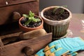 Succulent and cactus freshly repotted. Royalty Free Stock Photo
