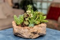 Succulent cactus garden in stone pot with a variety of cataceas