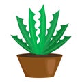 Succulent cactus houseplant icon, cartoon style