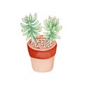 Succulent illustration watercolor painting.Watercolor hand painted.illustration of a Succulent isolated.