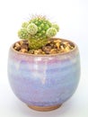 Succulent cactus plant in ceramic, fresh cactus mammillaria gracilis