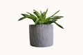 Succulent or cactus in a plant pot against a plain background