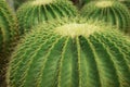 Succulent Cactus Plant Sharp Spikes. texture background