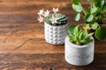 Succulent cactus plants in concrete pots