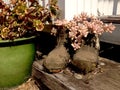 Succulent cactus plants growing in old boots on timber steps Royalty Free Stock Photo