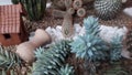 Bowl of Succulent Cactus and Succulent Terrarium Royalty Free Stock Photo