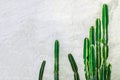Succulent cactus on white cement wall background. Minimal lifestyle concept Royalty Free Stock Photo