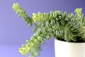 Modern minimalist home decor. Succulents on a solid color copy space