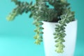 Modern minimalist home decor. Succulents on a solid color copy space