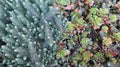 Succulent carpet. Miniature cacti plants background