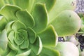 Succulent center Royalty Free Stock Photo