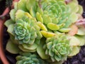 Succulent Close-up / Macro