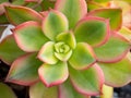 Succulent Close-up / Macro