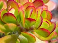 Succulent Close-up / Macro