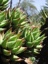 Clumps of Haworthiopsis coarctata f. greenii