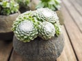 Succulent cobweb houseleek in a concrete pot Royalty Free Stock Photo