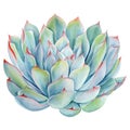 Succulent colorful plant watercolor isolated on white background. Watercolor Botanical illustration. Set of echeveria