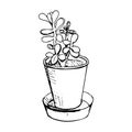 Succulent Crassula in a flower pot. Vector hand-drawn sketch of money tree, happiness or monkey tree, symbol of wealth in feng Royalty Free Stock Photo