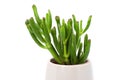 Succulent Crassula ovata Gollum. Potted houseplant. close-up Royalty Free Stock Photo