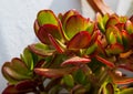 Succulent Crassula ovata `Hummel`s Sunset