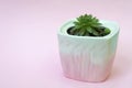 Succulent in cute flower pot Royalty Free Stock Photo