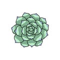 Succulent doodle icon