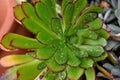 Succulent with drops