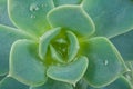 Succulent echeveria