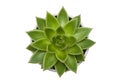 Succulent Echeveria agavoides pot plant isolated on white