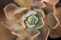 Succulent Echeveria Black Prince, Closeup