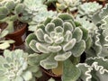 Succulent Echeveria bristly Latin - Echeveria setosa Royalty Free Stock Photo