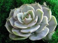 Succulent echeveria cactus flower stone rose moss plant macro photo